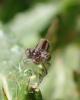 Ischnura elegans